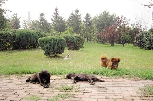 西甲包揽近11届金球奖,梅西助巴萨独享世界第一|IM电竞(图3) IM电竞